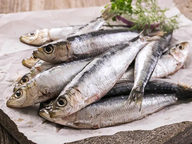 Анчоуси дорожчають: як Ель-Ніньо вдарить по цінах на морепродукти
