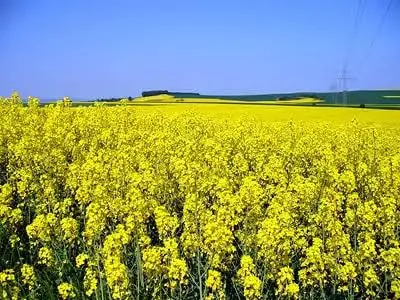 Аномальна спека підштовхує ціни на ріпак в Україні та ЄС