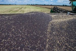 Спрос на рапс нового урожая высокий, но аграрии не спешат заключать форварды