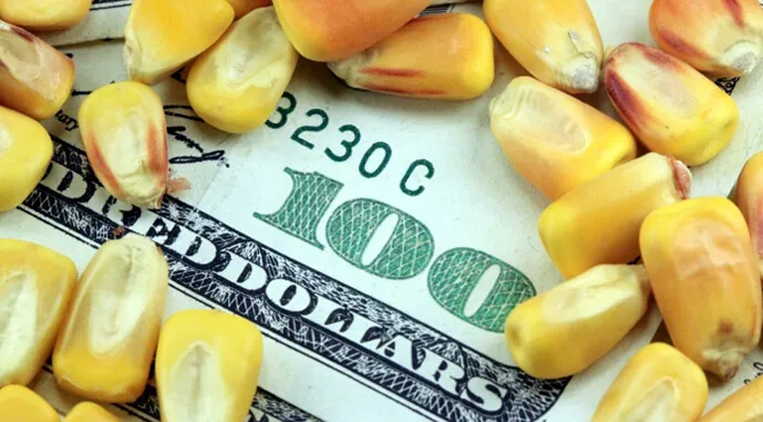 Ціни на кукурудзу впали до мінімуму: продавати чи чекати осені