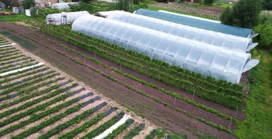 Українська пшениця впала нижче 10 000 грн/т: фермери скидають залишки перед новим урожаєм