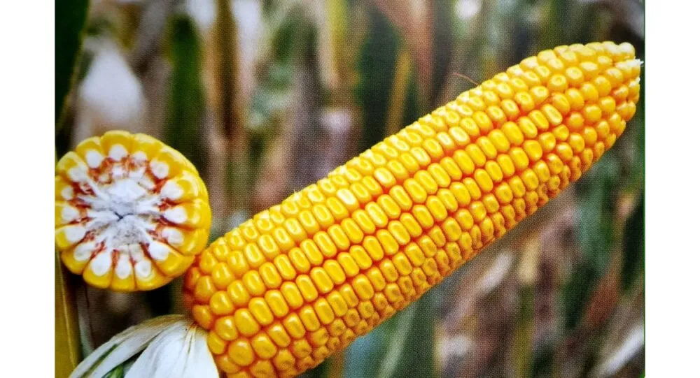 USDA знизило прогноз урожаю кукурудзи 2026/27: світові запаси скорочено