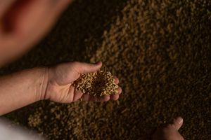 Ячмень Украины: ценовая конкуренция и сезонные риски